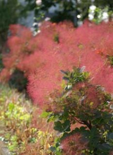 スモークツリー・ルビーハート 12cmポット苗 - Web-Garden 花光園 スモークツリー・ルビーハート 12cmポット苗 - Web-Garden 花光園
