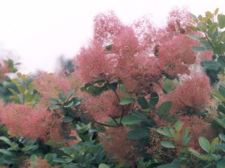 スモークツリー・ラブリーローズ 9cmポット - Web-Garden 花光園