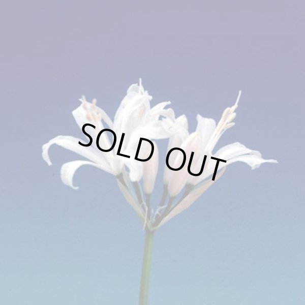 画像2: ネリネ　至仏 (2)