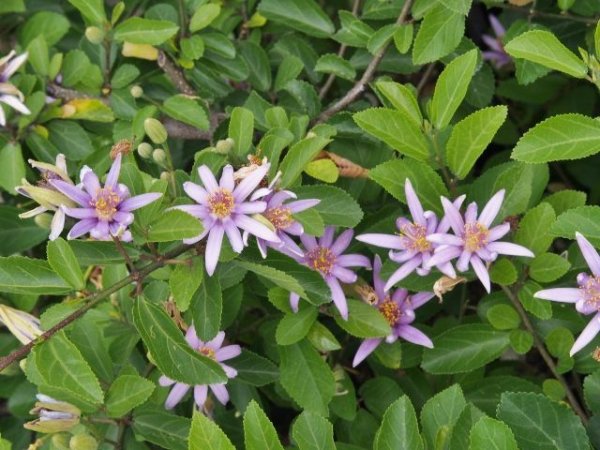 画像2: スイレンボク 10.5cmポット苗 (2)