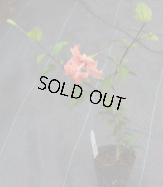 画像4: ハイビスカス　フラミンゴ10.5cmポット (4)