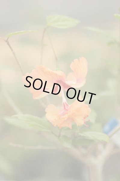 画像2: ハイビスカス　フラミンゴ10.5cmポット (2)