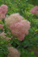 スモークツリー - Web-Garden 花光園