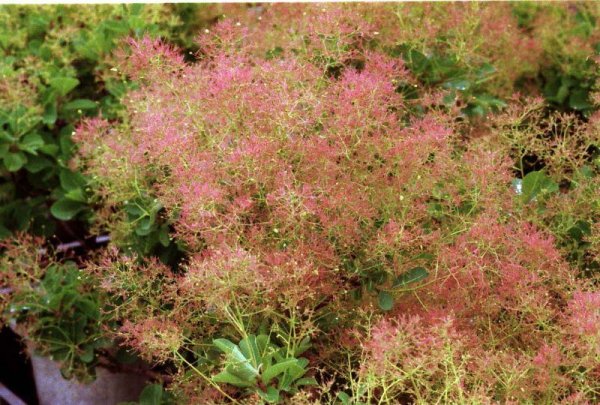 画像4: スモークツリー・ベストピンク　9cmポット苗 (4)