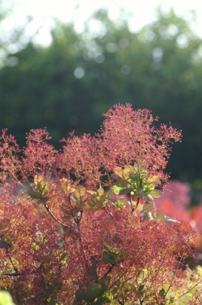 画像3: スモークツリー・ベストピンク　9cmポット苗 (3)