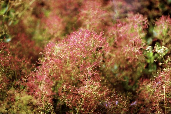 画像2: スモークツリー・ベストピンク　9cmポット苗 (2)