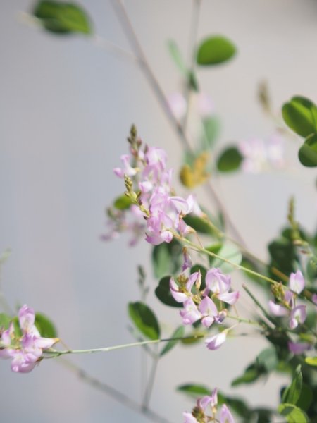 画像3: 四季咲雲南ハギ9cmポット (3)