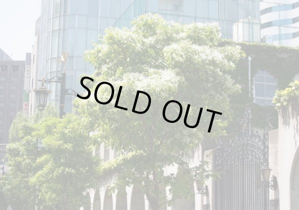 画像3: なんじゃもんじゃの木　ヒトツバタゴ9cmポット (3)