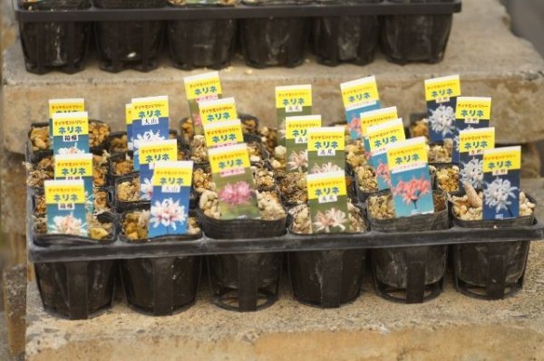 画像5: ネリネ　開花見込みおみつくろい5ポットセット (5)