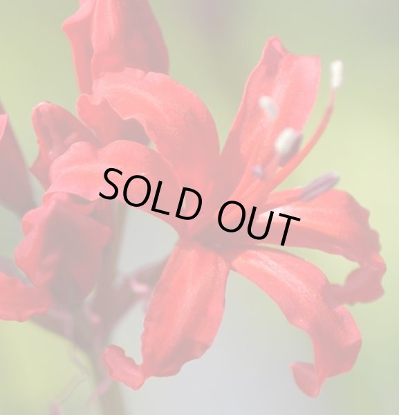 画像4: ネリネ　女峰 (4)