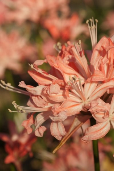 画像2: ネリネ　箱根 (2)