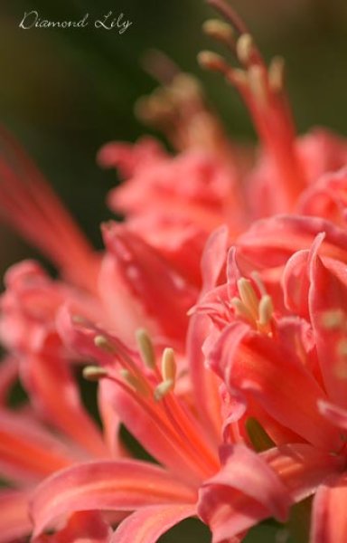 画像3: ネリネ　開花見込みおみつくろい5ポットセット (3)