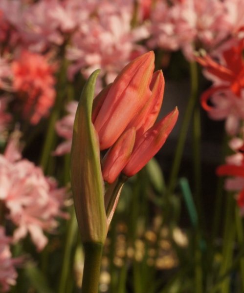 画像3: ネリネ　秩父 (3)