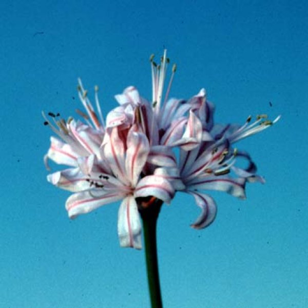 画像5: ネリネ　愛宕 (5)