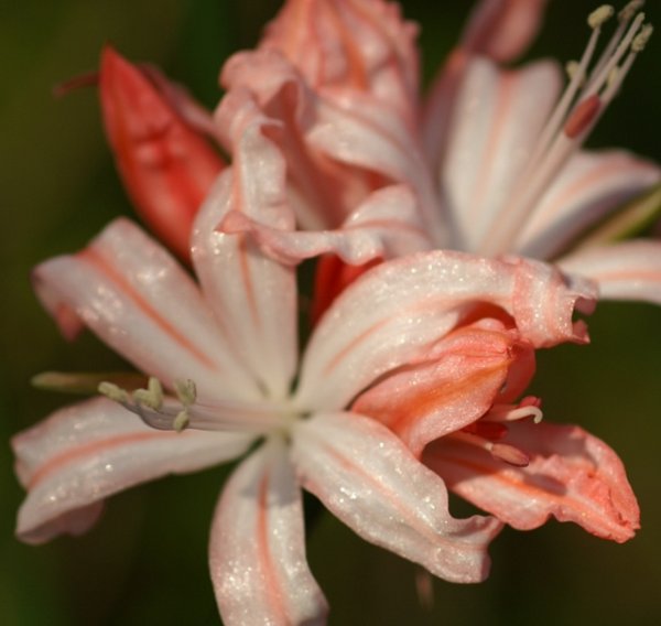 画像5: ネリネ　箱根 (5)