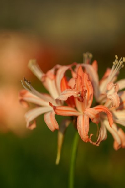 画像3: ネリネ　箱根 (3)