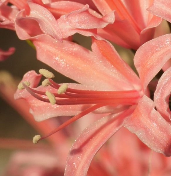 画像3: ネリネ　天城 (3)