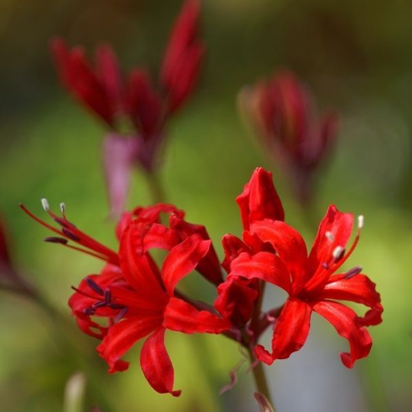 画像2: ネリネ　かがり火 (2)