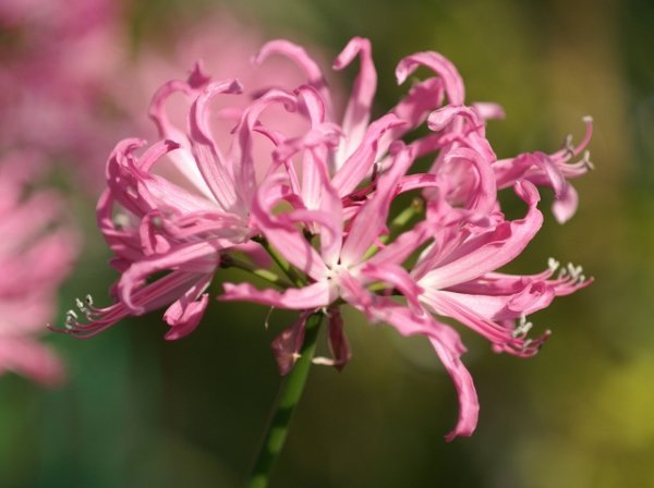 画像2: ネリネ　ボーデニー (2)