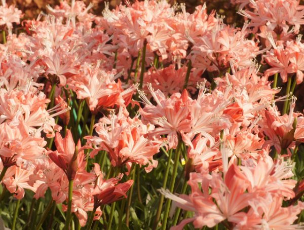 画像4: ネリネ　箱根 (4)