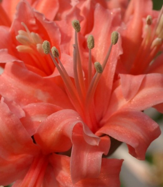 画像2: ネリネ　秩父 (2)