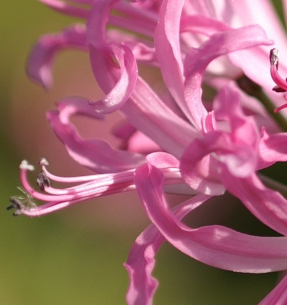 画像3: ネリネ　ボーデニー (3)