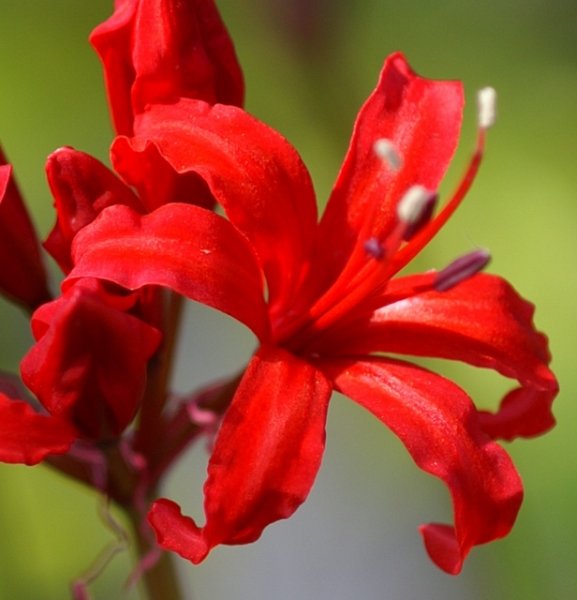 画像3: ネリネ　かがり火 (3)