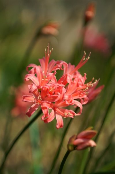 画像4: ネリネ　天城 (4)