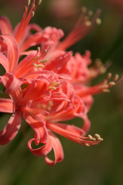 画像2: ネリネ　天城 (2)