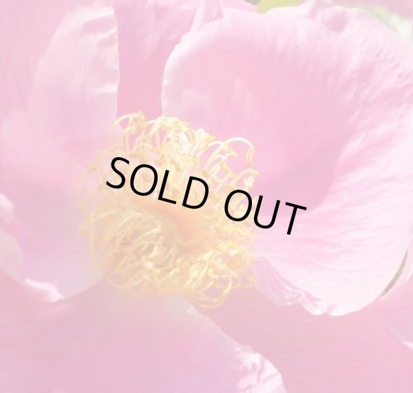 画像4: ハトヤバラ　12cmポット苗 (4)