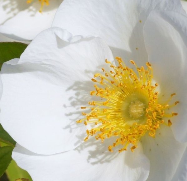 画像3: ナニワイバラ　3号9cmポット (3)