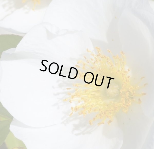 画像3: ナニワイバラ　5号鉢 (3)