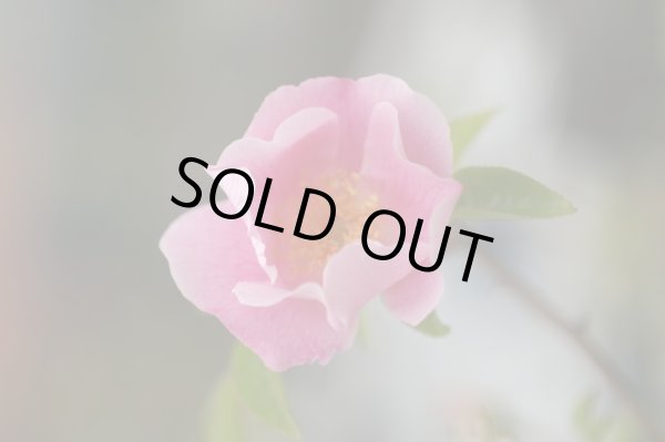 画像5: ハトヤバラ　12cmポット苗 (5)