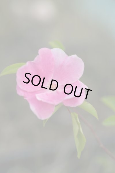 画像3: ハトヤバラ　12cmポット苗 (3)