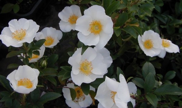 画像5: ナニワイバラ　3号9cmポット (5)