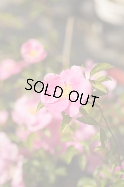 画像2: ハトヤバラ　12cmポット苗 (2)