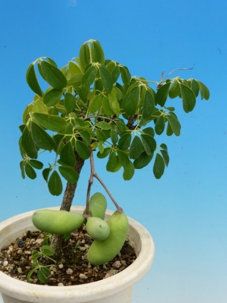 画像4: 白実アケビ4.5号鉢 (4)