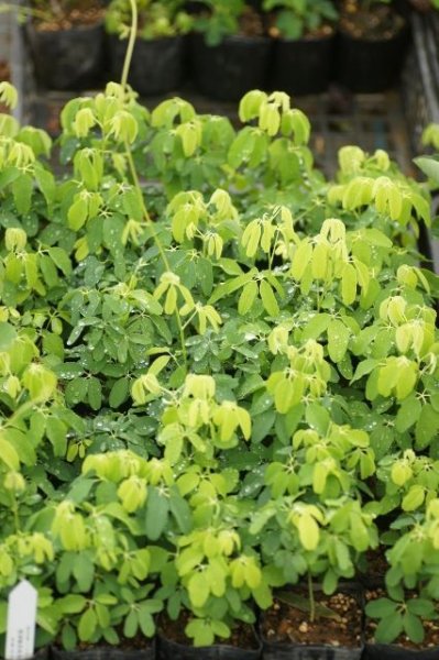 画像3: 白実アケビ4.5号鉢 (3)