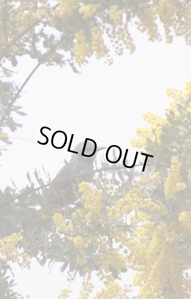 画像3: 赤芽　ミモザアカシア・プルプレア　4号（12cm）ポット (3)