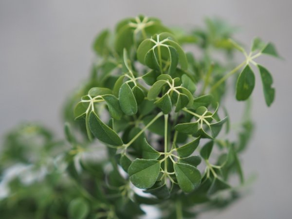 画像5: 白実アケビ4.5号鉢 (5)