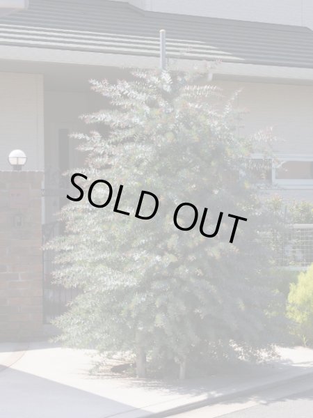 画像5: 赤芽　ミモザアカシア・プルプレア　4号（12cm）ポット (5)