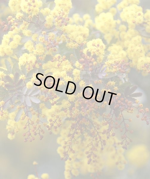 画像2: 赤芽　ミモザアカシア・プルプレア　4号（12cm）ポット (2)