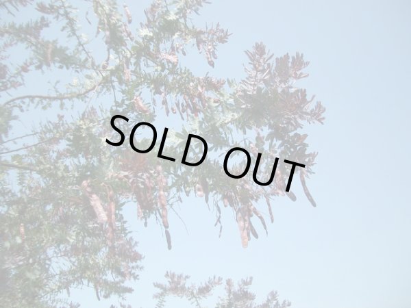 画像4: 赤芽　ミモザアカシア・プルプレア　4号（12cm）ポット (4)