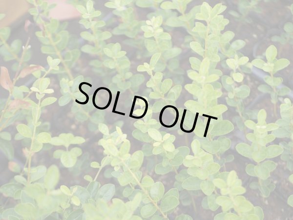 画像5: なんじゃもんじゃの木　ヒトツバタゴ9cmポット (5)