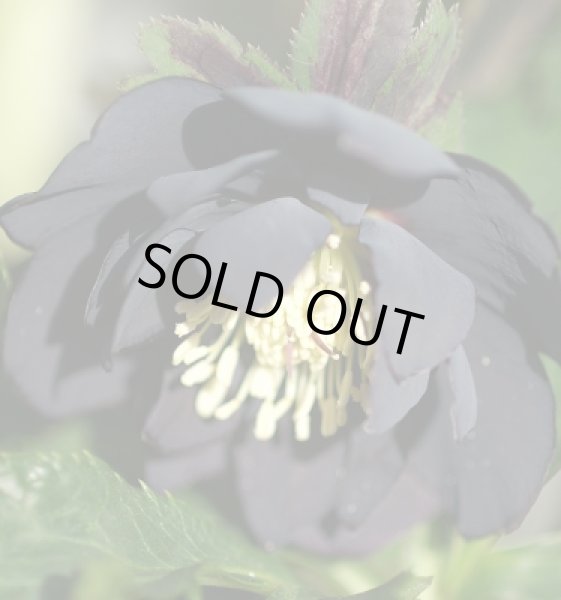 画像3: クリスマスローズ　スーパーミックス　9cmポット×12株 (3)