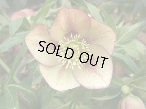 画像4: クリスマスローズ　スーパーミックス　9cmポット×12株 (4)