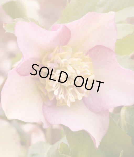 画像5: クリスマスローズ　スーパーミックス　9cmポット×12株 (5)