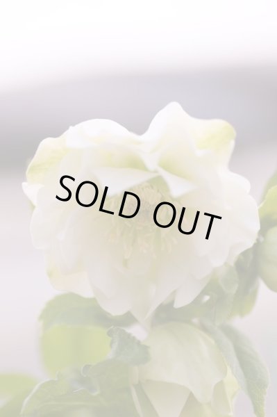 画像6: クリスマスローズ　スーパーミックス　9cmポット×12株 (6)