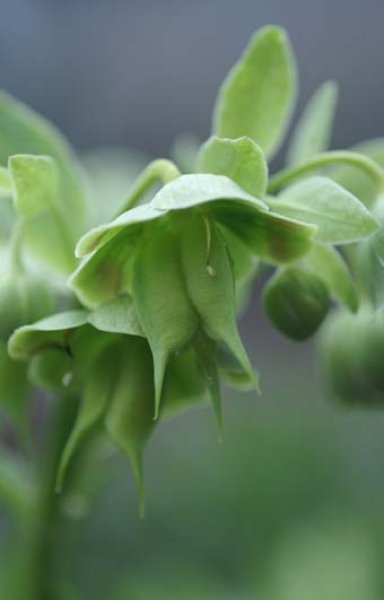 画像5: 原種クリスマスローズ フェチダス12cmロングポット (5)