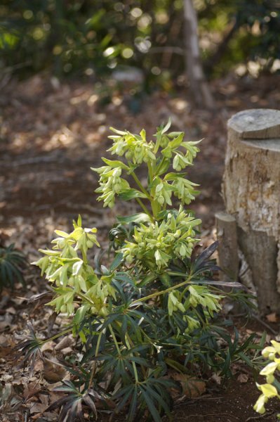 画像3: 原種クリスマスローズ フェチダス12cmロングポット (3)